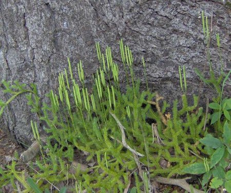 Vaistinis pataisas - Lycopodium clavatum