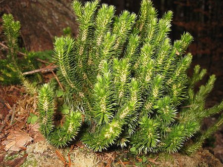 Statusis atgiris (Huperzia selago) - įrašytas į Lietuvos raudonąją knygą