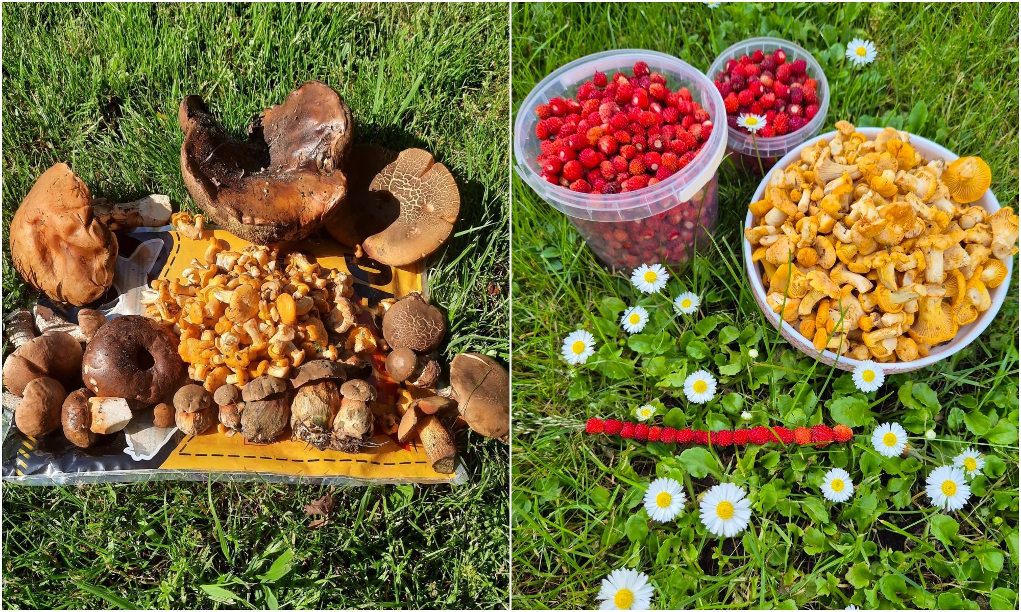 Forest Retreat from Heat Yields Abundant Mushroom Harvest