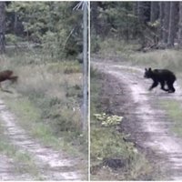 Медведь загнал на территорию Литвы из Беларуси лосенка