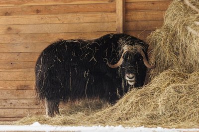 Praėjus 16 metų po tragiškos nelaimės zoologijos sode, čia vėl galima išvysti avijaučius