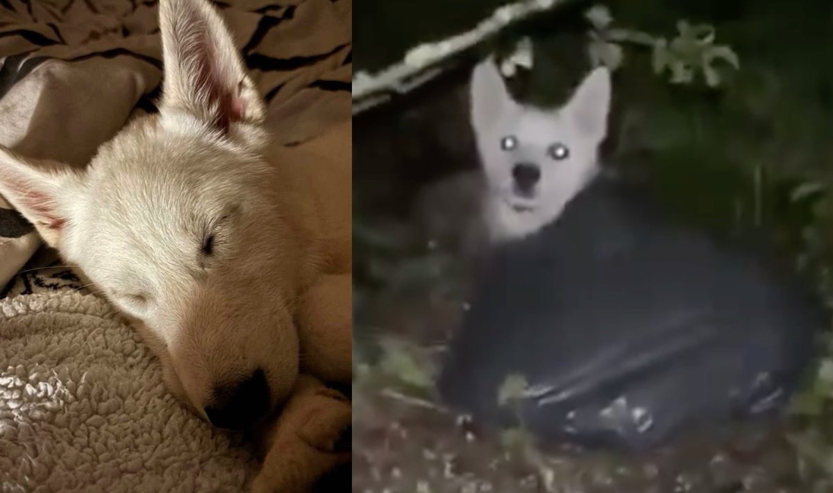 Rastas Jonavoje išmesto šuns šeimininkas - Letena.lt