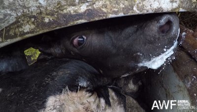 Eksportuojami gyvūnai (Animal Welfare Foundation nuotr.)