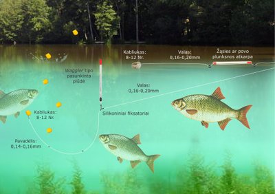 Raudžių gaudymo schema