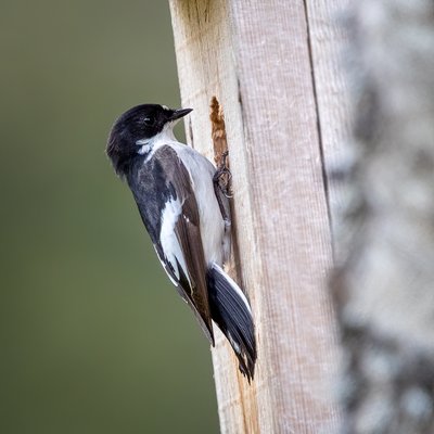 Margasparnė musinukė. Joms skirto inkilo landos skersmuo turi būti 3,0-3,5 cm