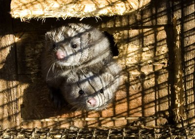 Nustačius kiek didesnį kailinių žvėrelių narvų aukštį, verslininkai tikina, kad tai "jokiais tyrimais nepagrįsti reikalavimai"