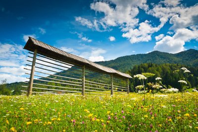 Žydinti pieva Slovėnijos ir Austrijos pasienyje