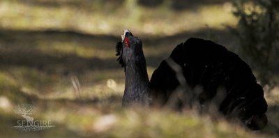 Žygis pas kaimyną. Filmo  „Sengirė“ filmavimo akimirkos 