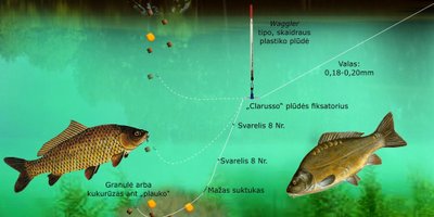 Schema. Karpiai plūdine 