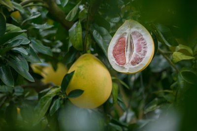 Raudonasis pomelo