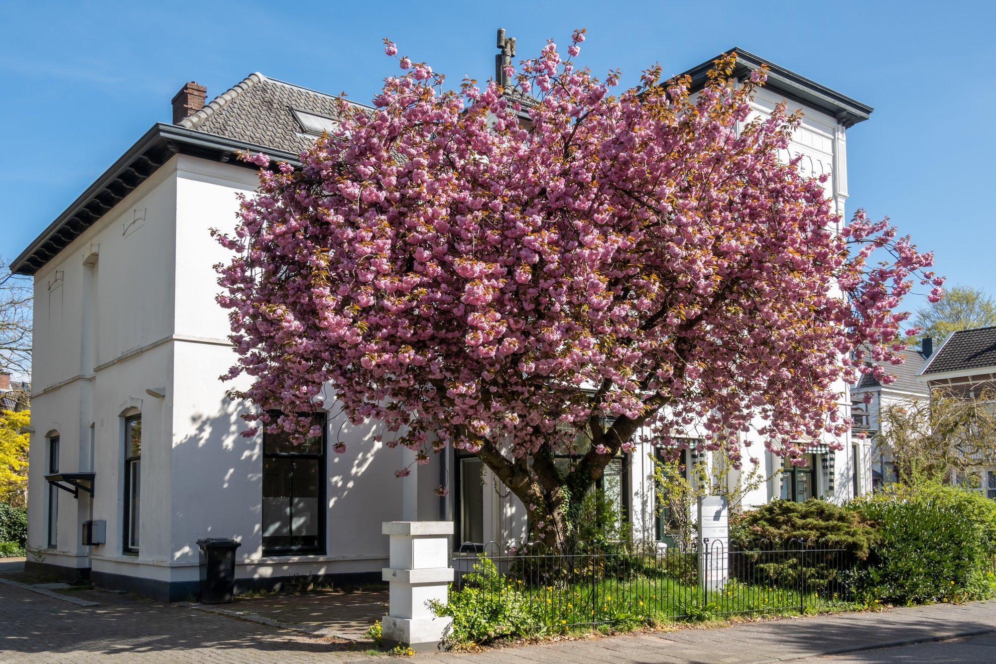 Choose your yard tree carefully: Problems may emerge years later