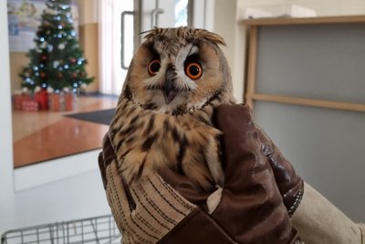 Apuokas, asociatyvi nuotr.