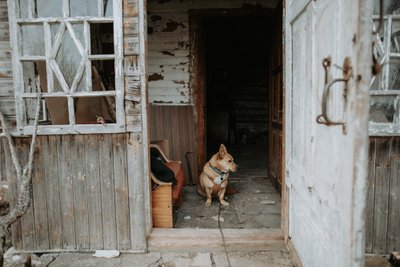 Lūšnelės tvarkymo darbuose dalyvauja ir vilniečių šuo Mūza