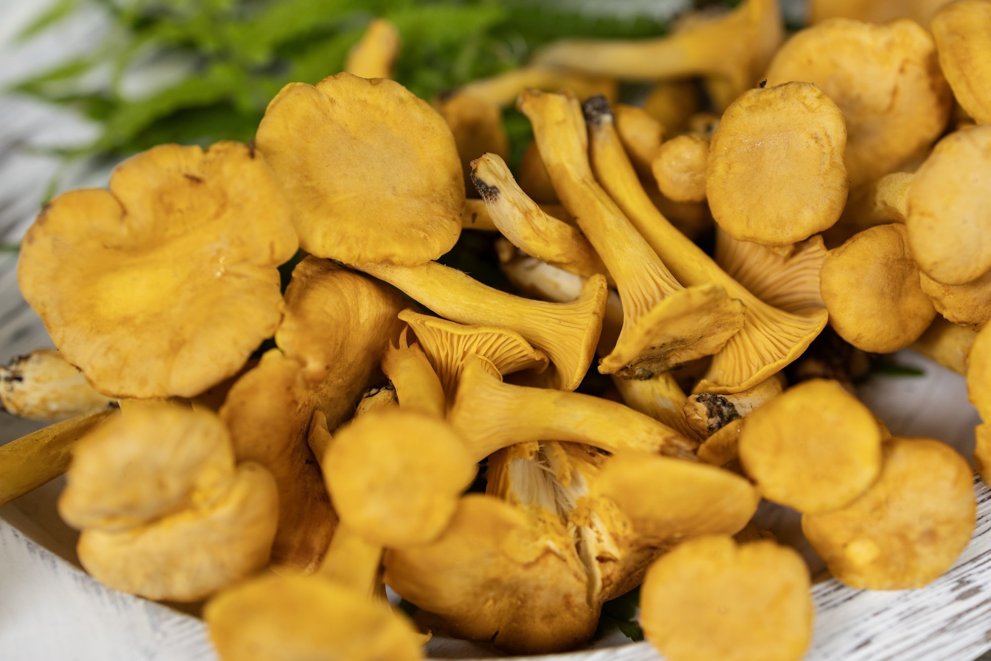 Chanterelles Beyond Potatoes: A New Combination for Many