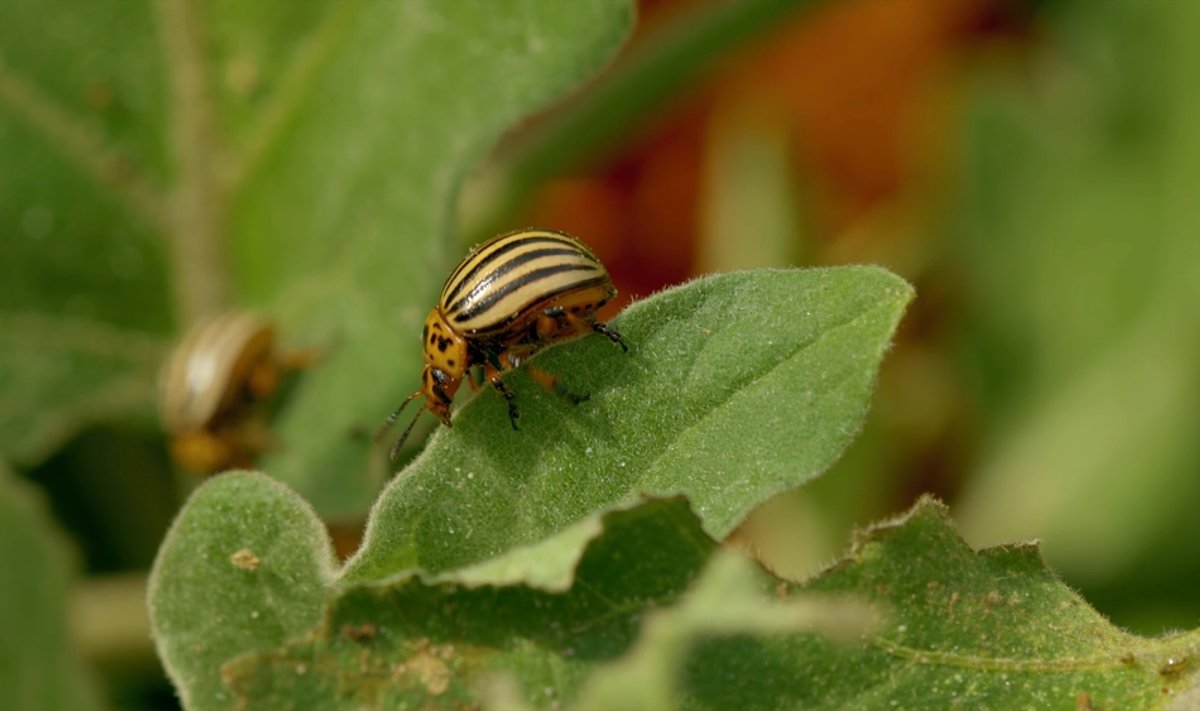 Kolorado vabalas