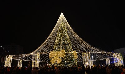 Mažeikių eglė, Kazio Vozgirdo nuotr.