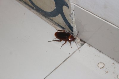 Tarakonai namuose