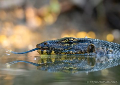 Mariaus Čepulio kelionė Tailande (tailandieciai.lt nuotr.)