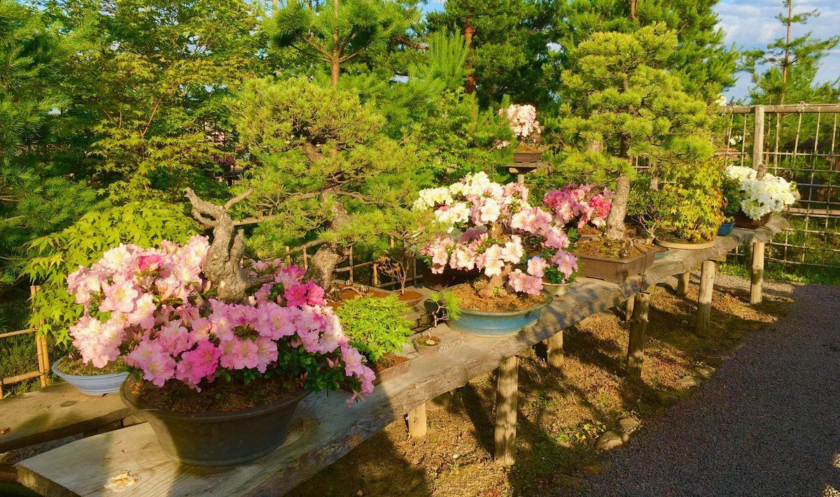 Japoniškų bonsai azalijų žydėjimas