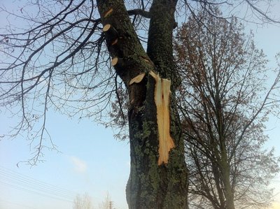 Taip atrodo medis Marijampolėje