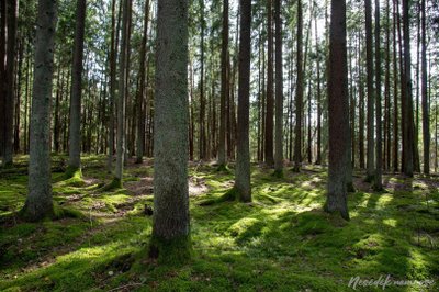 Artosios pelkės mokomasis takas