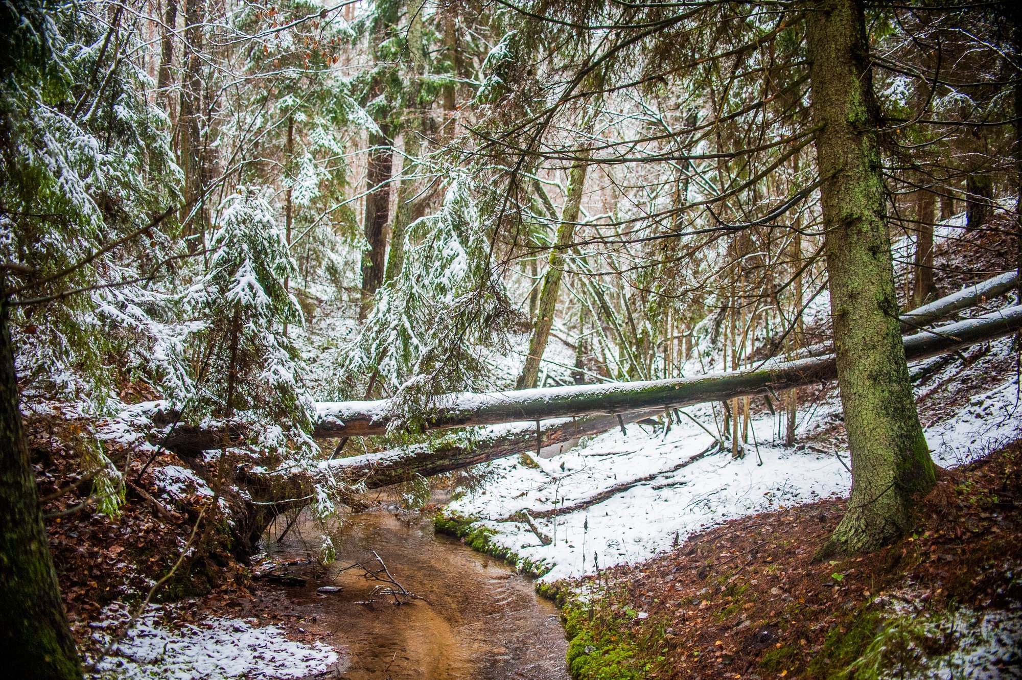 Lietuvos miškų istorija: pirmiausia atsirado medžiokliai, o tada jau ir ...