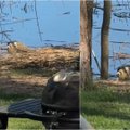Po ilgų metų laukimo pagaliau pamatė, kas baubia ežero pakrantėje – šie paukščiai itin reti ir saugomi