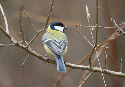 Paukščių dar nereikėtų nustoti lesinti