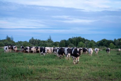 Pieninės karvės Girdžių ganyklose