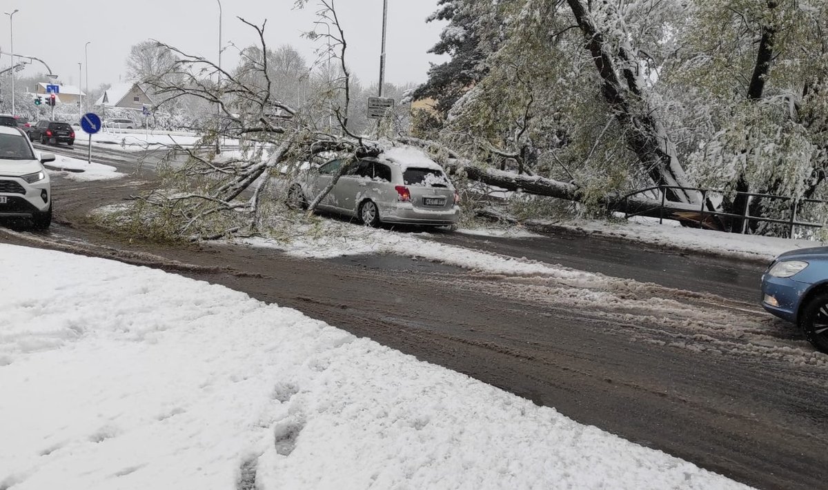 Medis nuvirto ant važiuojančio automobilio