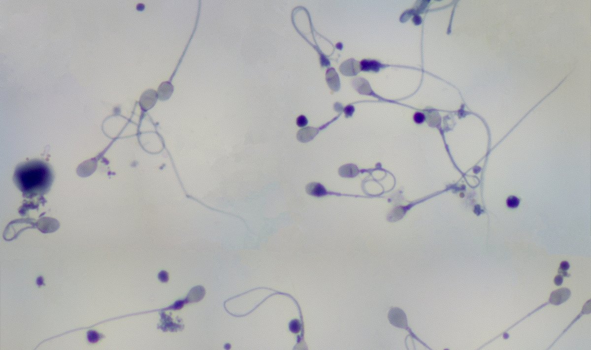 С сыном сперма