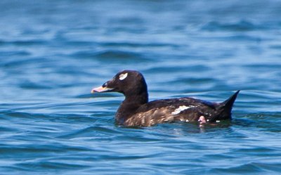 Jūrinė antis Nuodėgulis (Melanitta fusca)