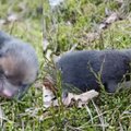 Miške rado nematytą gyvūno jauniklį: buvo visiškai vienas ir gailiai cypė