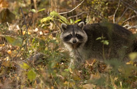 Paprastasis meškėnas (Procyon lotor)