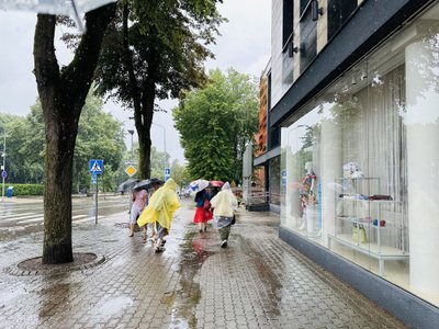 Liūtis užklupo ir Palangą