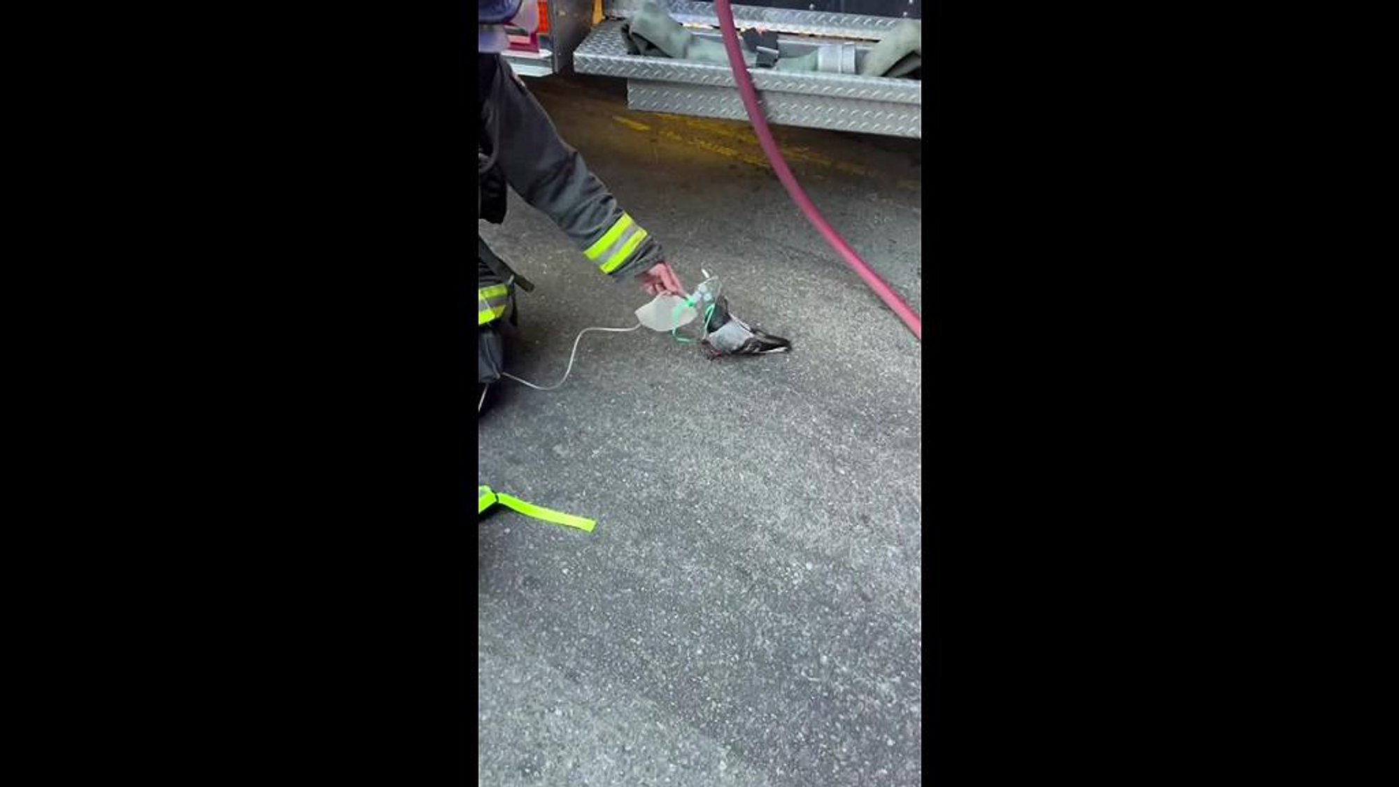 Firefighters revive smoke-inhalation victim pigeon with oxygen mask
