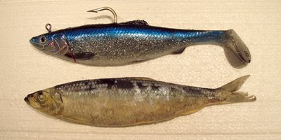 3D Herring Big fish shad