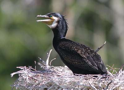 Kormoranai/ Juliaus Morkuno nuotr.