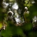 Juodųjų gandrų gyvenimas iš arti: lizde auga nauja karta
