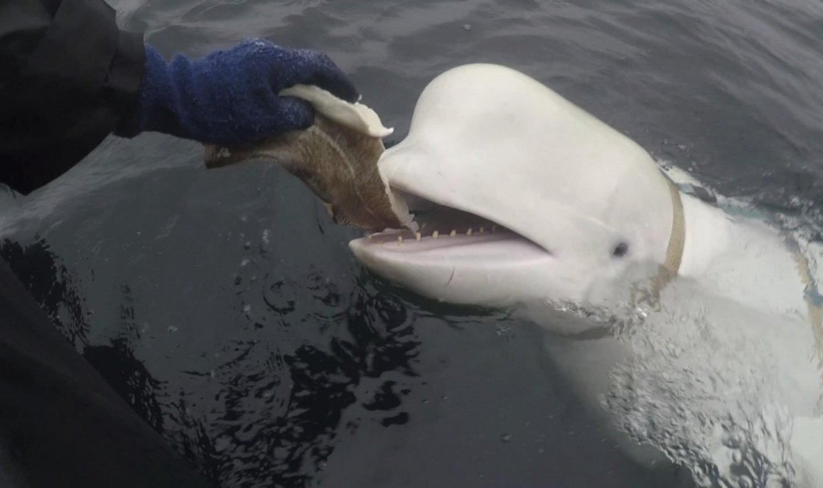 Baltasis delfinas su rusų pritaisytais diržais