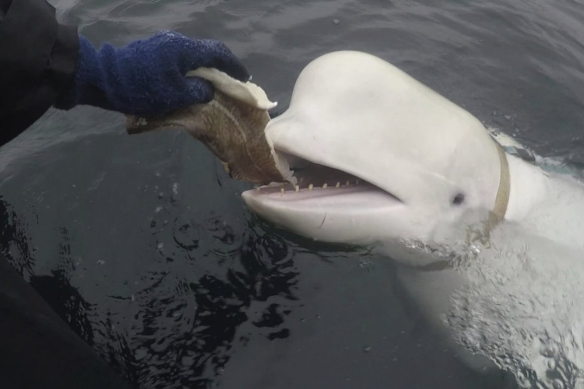 En hvit delfin, mistenkt for å være en russisk spion, er funnet død utenfor kysten av Norge.