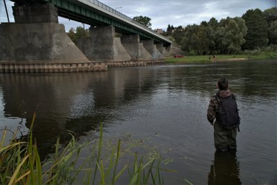 Upės vietos ties tiltais - vienos mėgstamiausių salačių buveinių