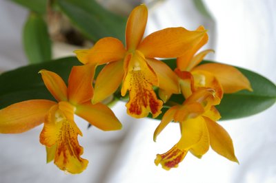 Cattleya