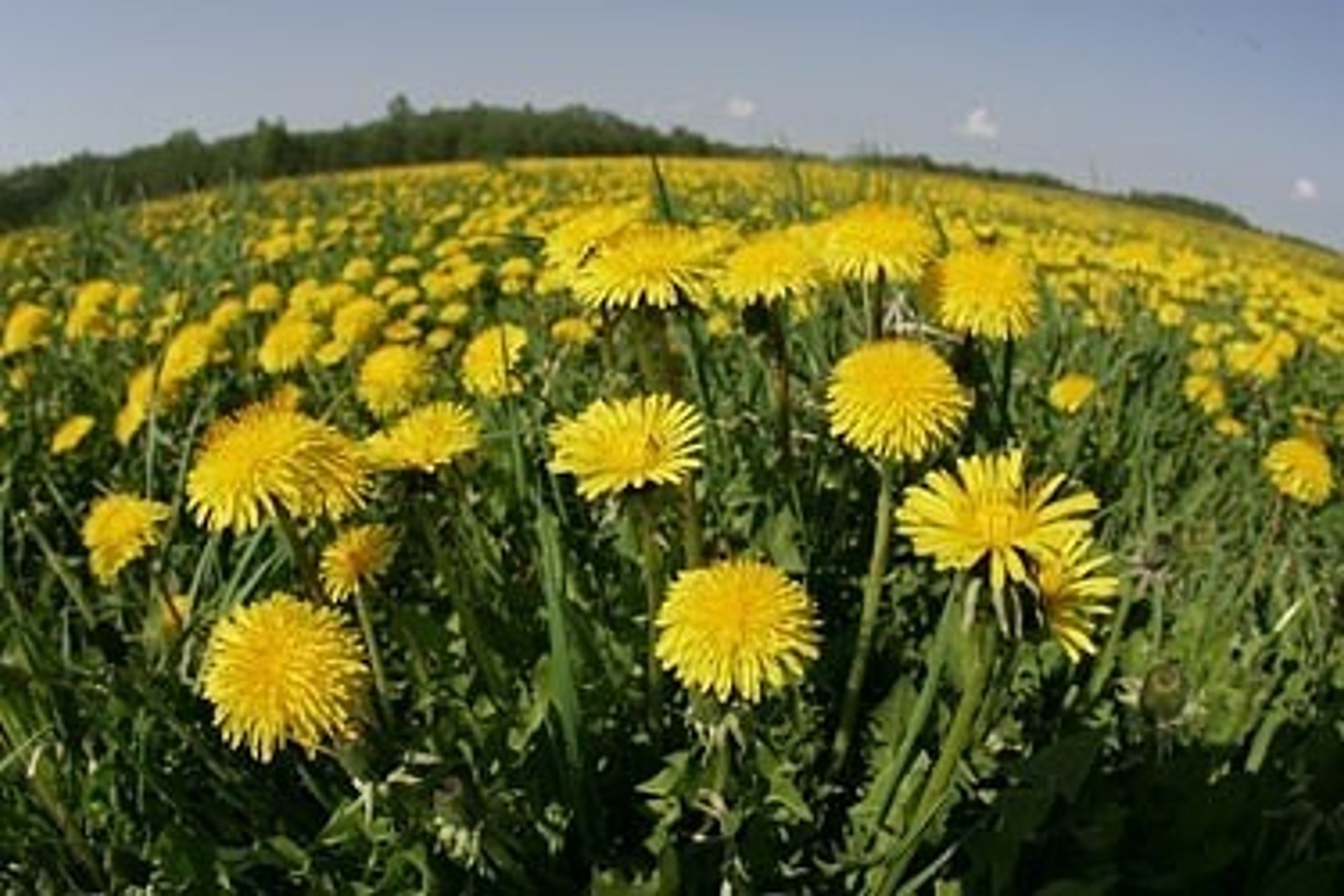 Plyštanti žemė ryja pievas ir gėlynus - Delfi grynas