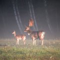 Įspūdingi rudens kadrai: saulės apšviestame rūke pasirodė danielių kaimenė