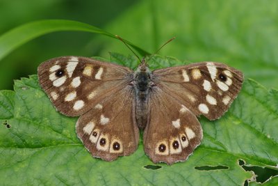 Gamtininkų manymu, margasis satyras turėtų atsirasti Raudonojoje knygoje (D. Makavičiaus nuotr.)