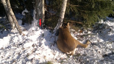 Kilpoje nusikankinusi stirna