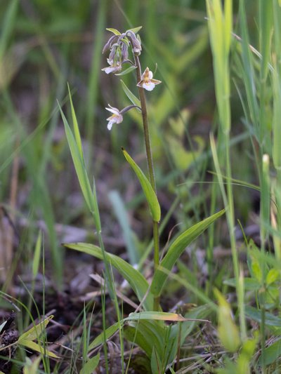 Pelkinis skiautalūpis 