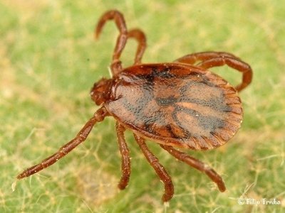 Haemaphysalis concinna