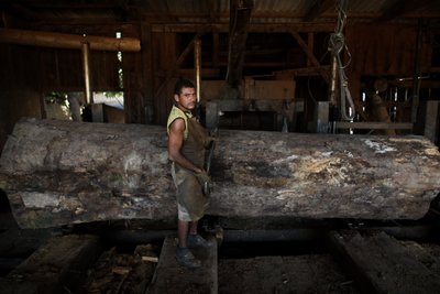 Darbuotojas prie nelegaliai nukirsto rąsto. Amazonės miškų regionas, Brazilija